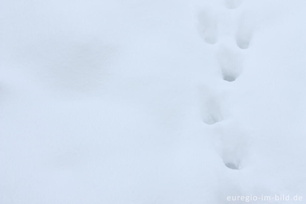 Detailansicht von Schnee, Belichtungskorrektur: 3 Stufen +,  f 6,3 und 1/80s