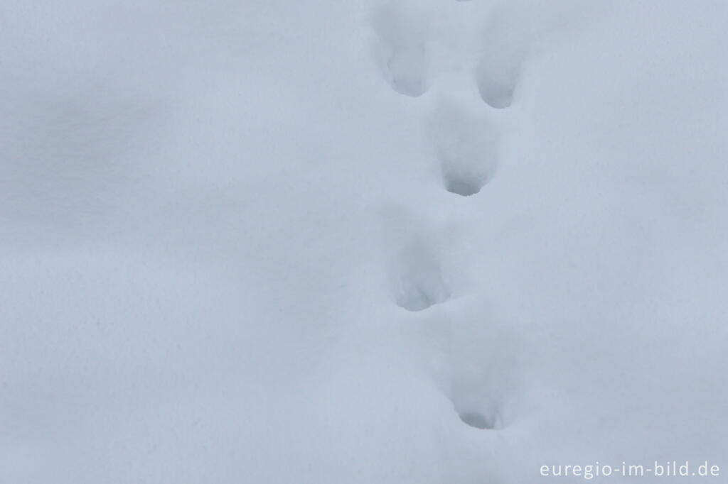 Detailansicht von Schnee, Korrektur, 2 Stufen heller, f 7,1 und 1/100s