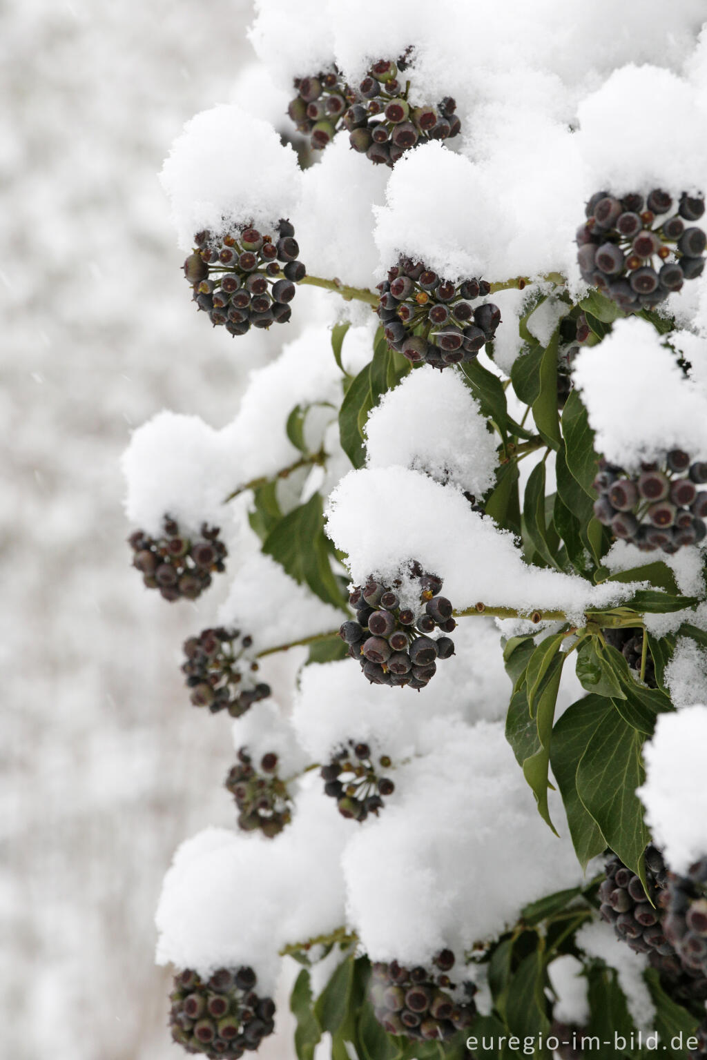 Detailansicht von Schneebedecktee Efeu mit FRüchten