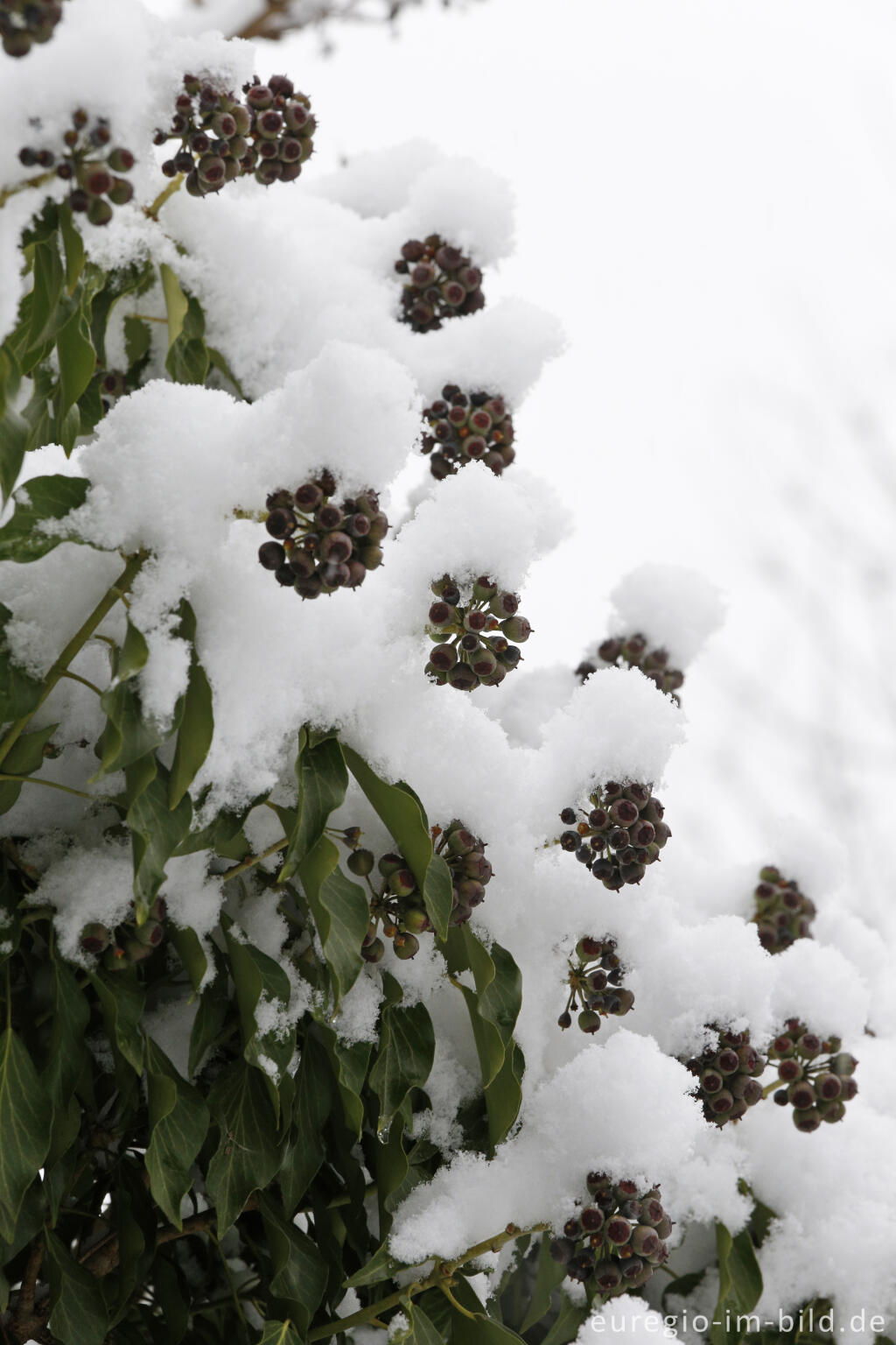 Detailansicht von Schneebedecktee Efeu mit FRüchten