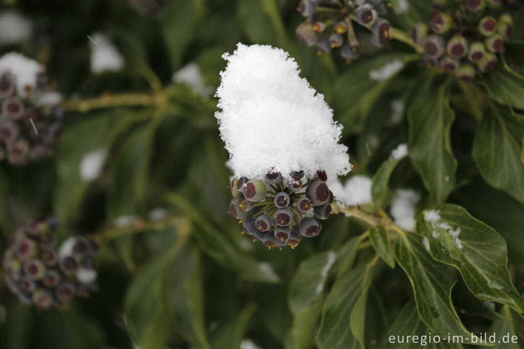 Detailansicht von Schneebedecktee Efeu mit FRüchten