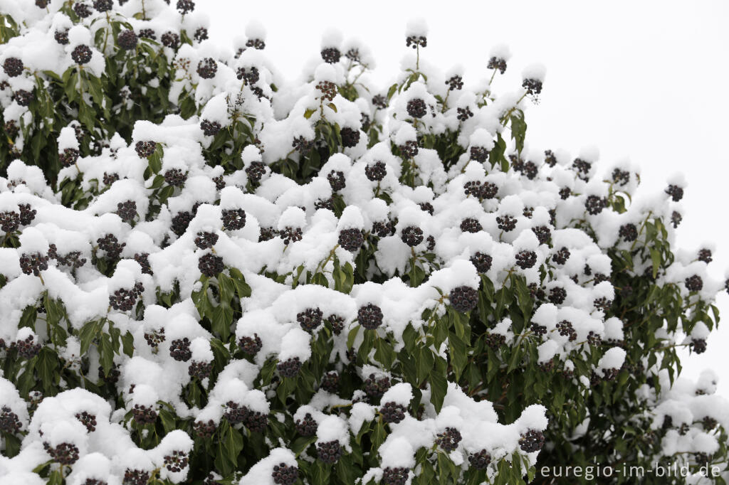 Schneebedecktee Efeu mit FRüchten