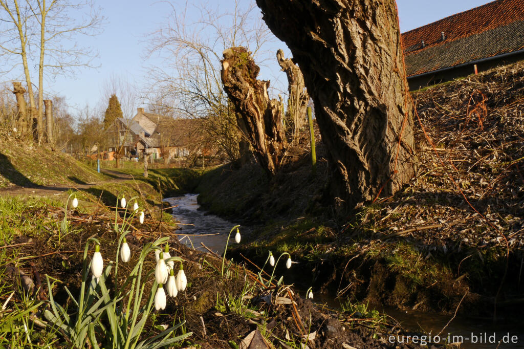 Detailansicht von Schneeglöckchen am Terzieterbeek, Südlimburg