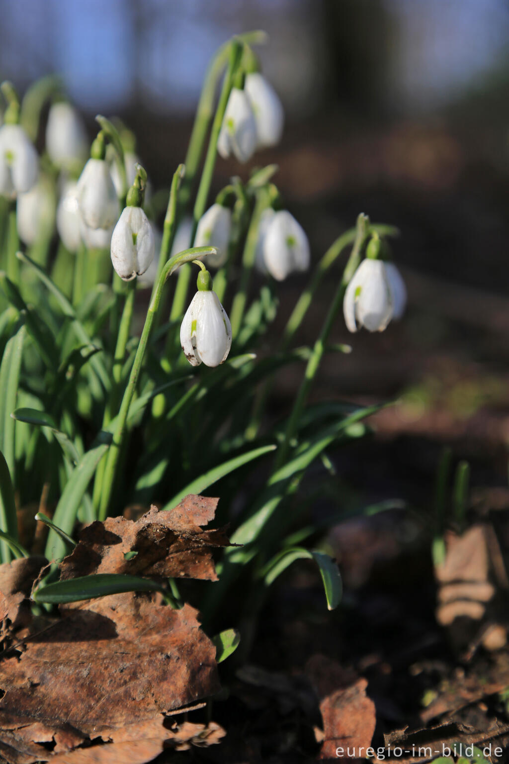 Detailansicht von Schneeglöckchen auf dem Lousberg