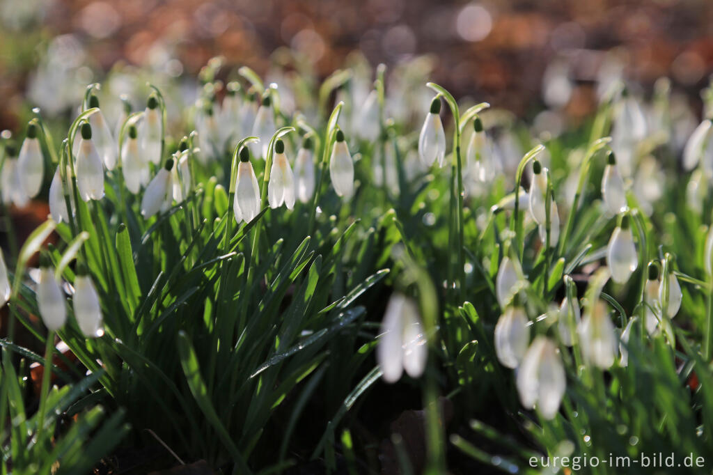 Detailansicht von Schneeglöckchen auf dem Lousberg