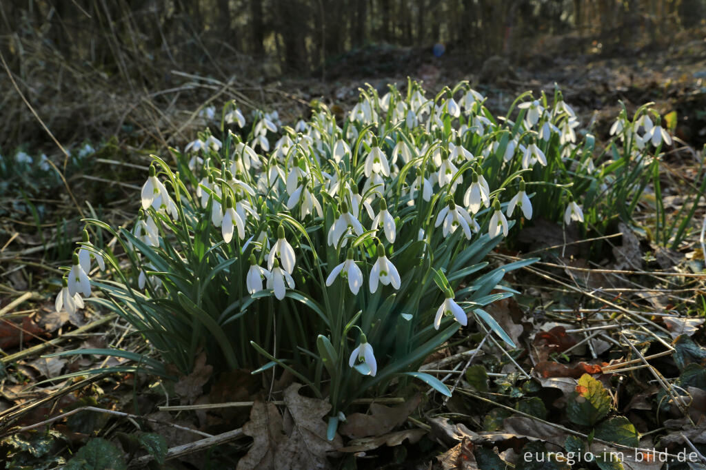 Detailansicht von Schneeglöckchen auf dem Lousberg