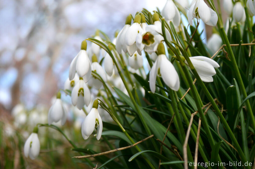 Detailansicht von Schneeglöckchen, Galanthus nivalis