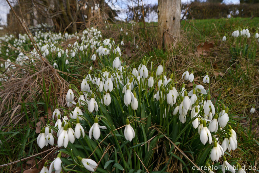 Detailansicht von Schneeglöckchen, Galanthus nivalis