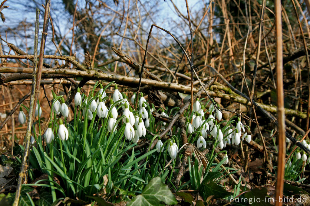 Schneeglöckchen, Galanthus nivalis, am Herzogsweg bei Aachen-Laurensberg