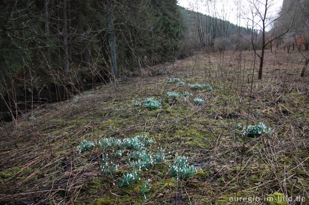 Detailansicht von Schneeglöckchen, Galanthus nivalis, entlang dem Schafbach, Eifel 