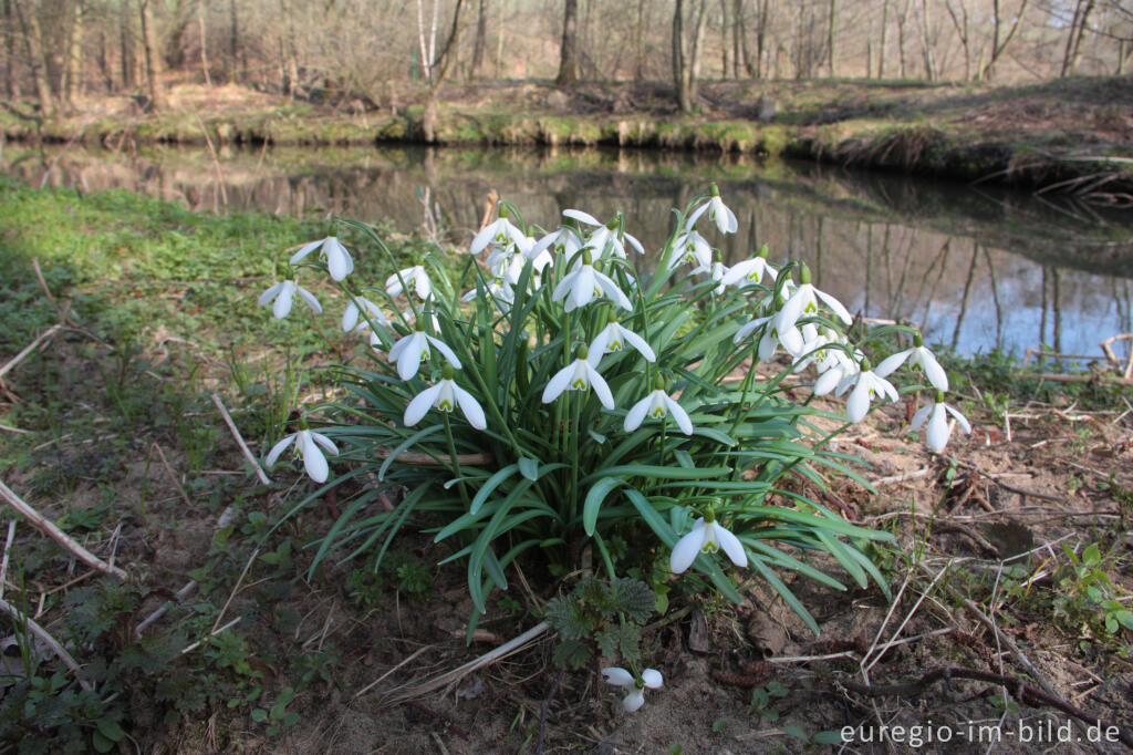 Detailansicht von Schneeglöckchen, Galanthus nivalis, Göhl bei Plombières