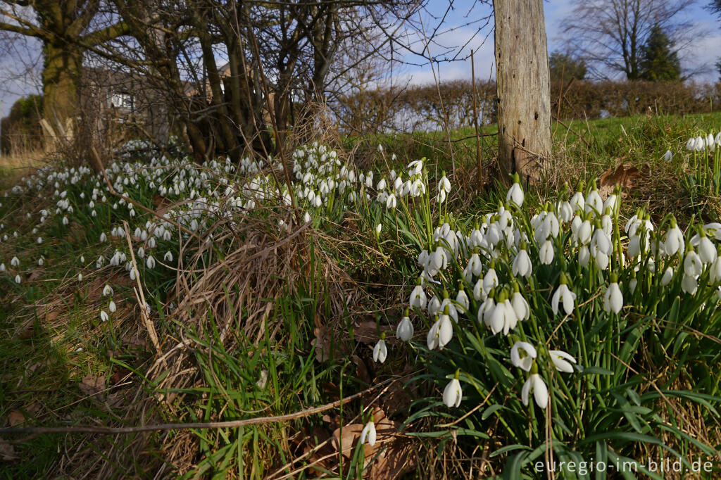 Detailansicht von Schneeglöckchen, Galanthus nivalis