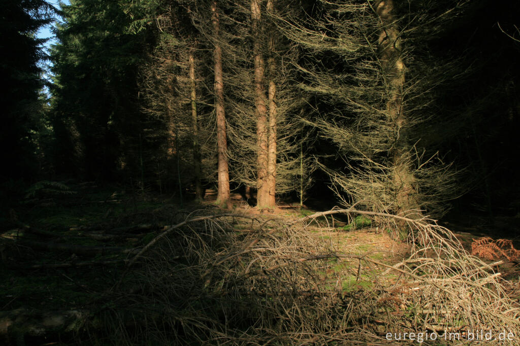 Detailansicht von Schneise in einem Fichtenwald, Münsterwald, Nordeifel