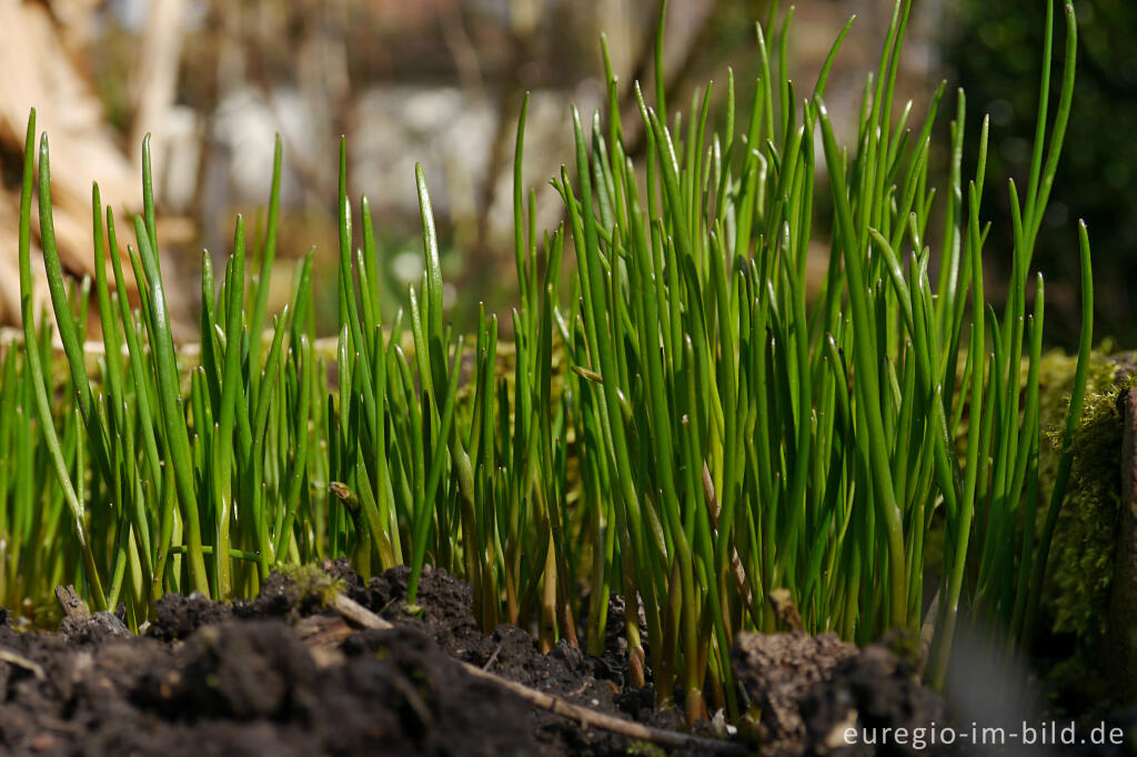 Detailansicht von Schnittlauch, Allium schoenoprasum