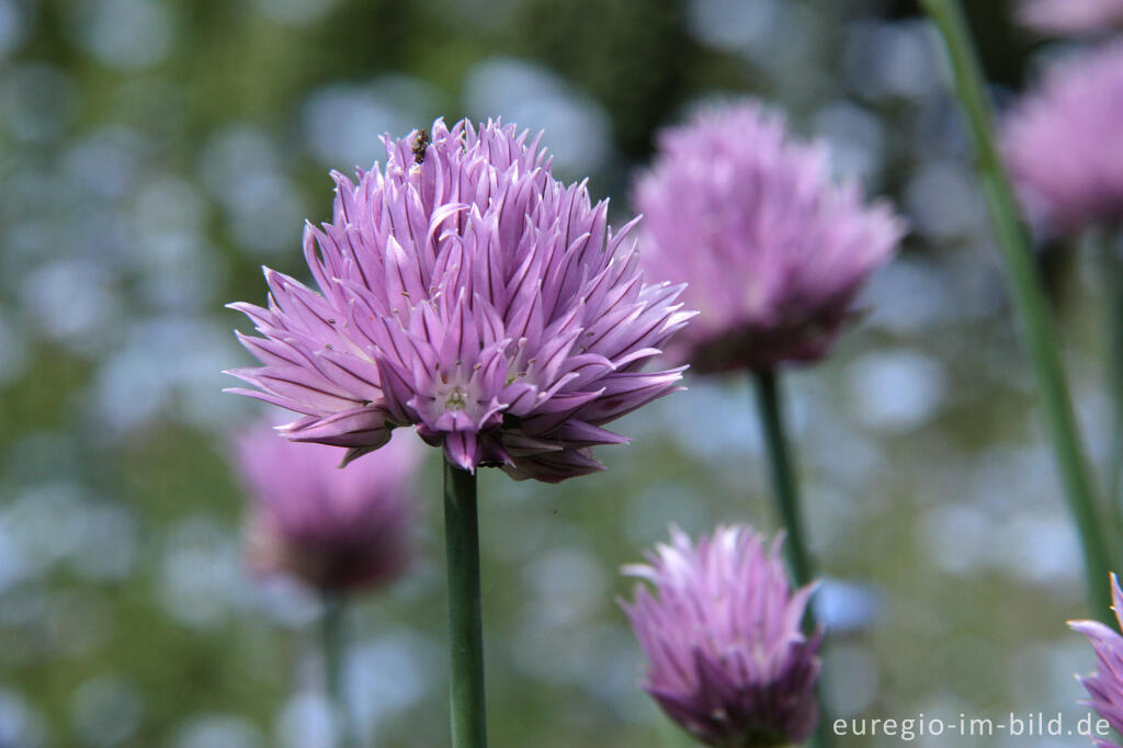 Detailansicht von Schnittlauch, Blüte