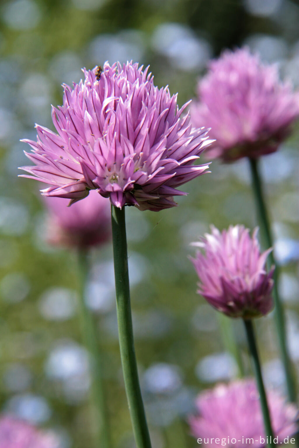 Detailansicht von Schnittlauch, Blüte