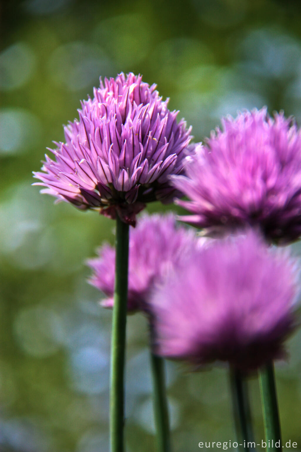 Detailansicht von Schnittlauch, Blüte