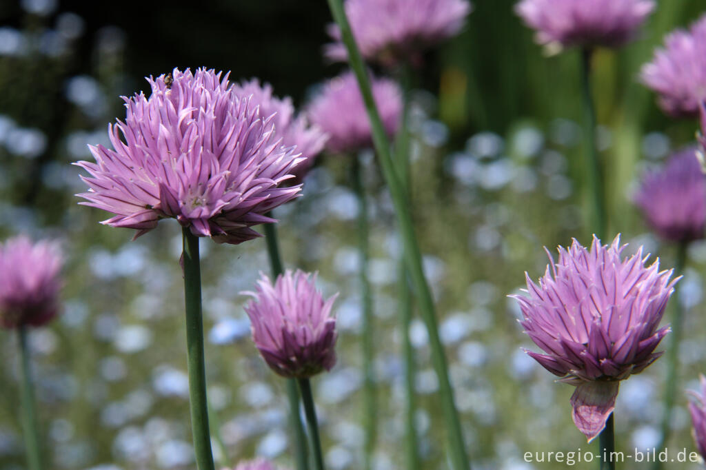 Detailansicht von Schnittlauch, Blüte