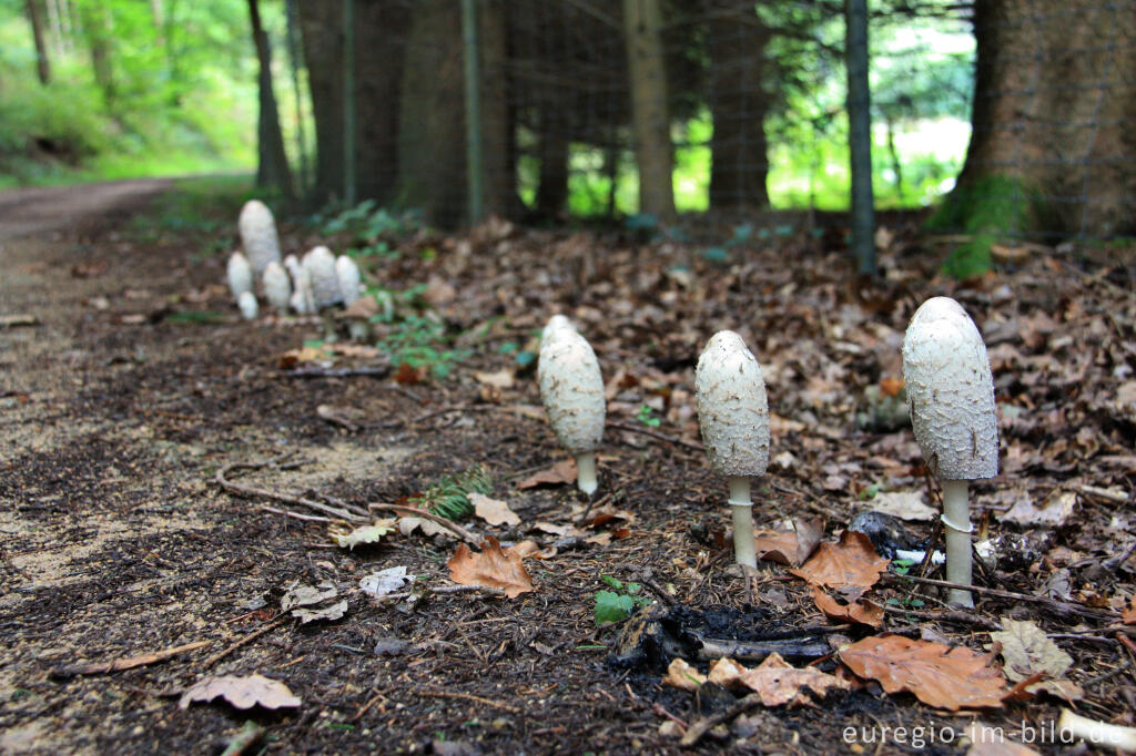 Schopftintling, Coprinus comatus