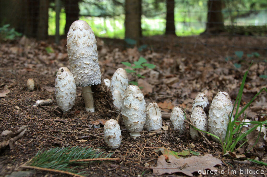 Detailansicht von Schopftintling, Coprinus comatus