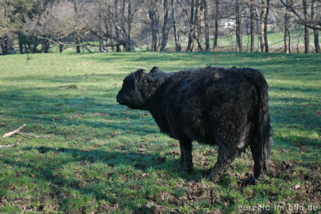 Detailansicht von Schottisches Galloway-Rind bei Roetgen