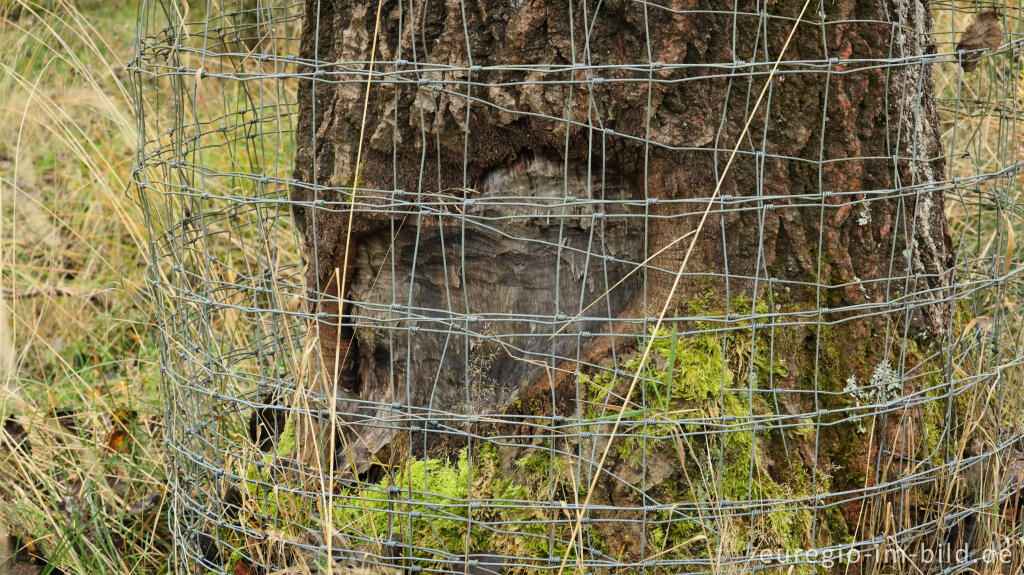 Detailansicht von Schutz vor Biberverbiss, Steinley-Venn