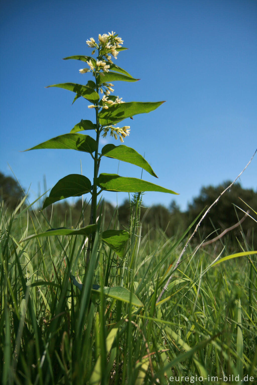 Detailansicht von Schwalbenwurz, Vincetoxicum hirundinaria, am Schlangenberg bei Breinigerheide