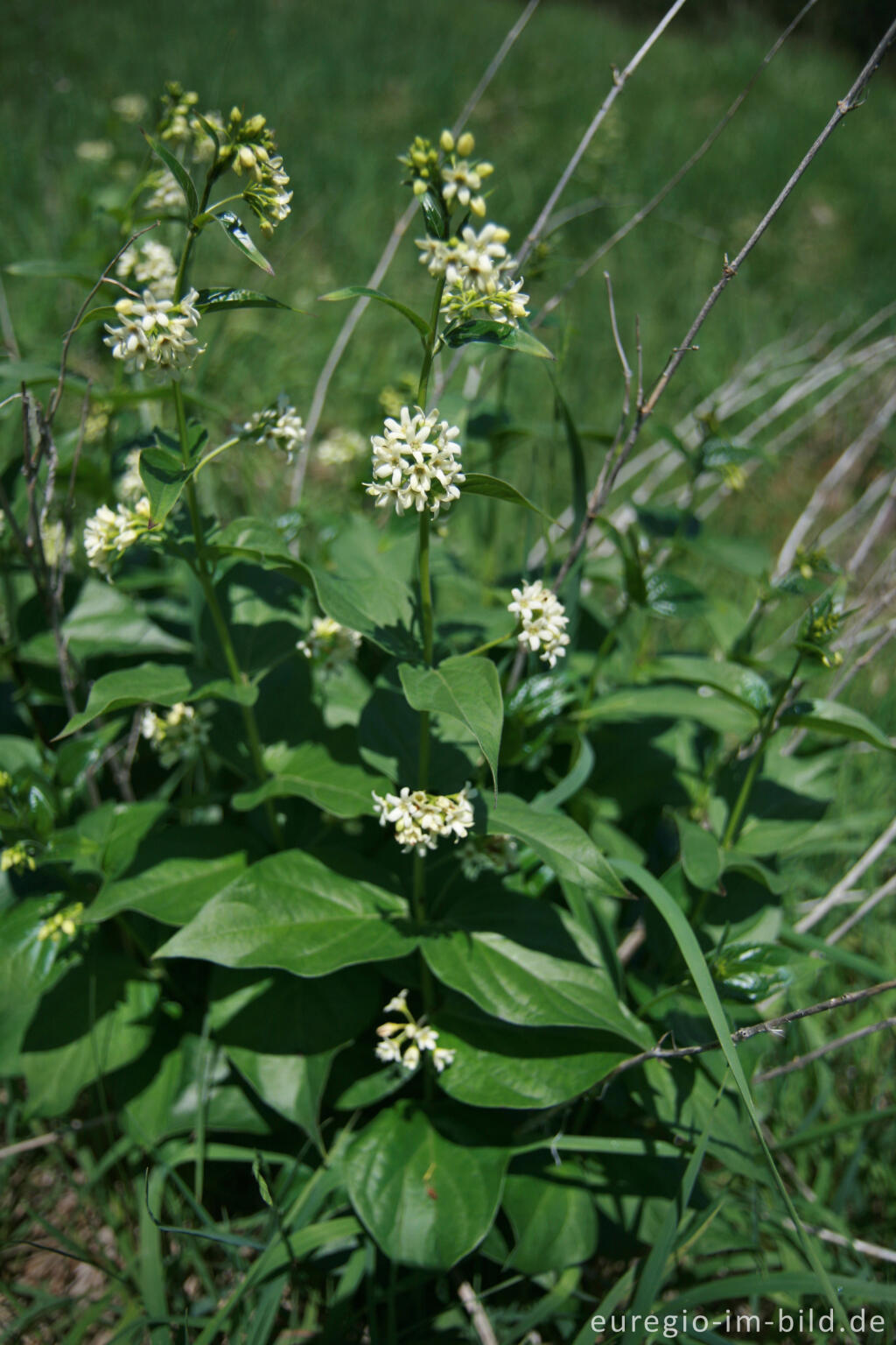 Detailansicht von Schwalbenwurz, Vincetoxicum hirundinaria, am Schlangenberg bei Breinigerheide