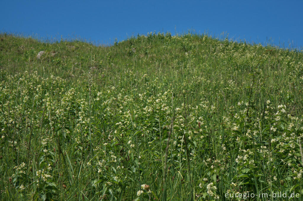 Detailansicht von Schwalbenwurz, Vincetoxicum hirundinaria, auf dem Schlangenberg bei Breinigerheide