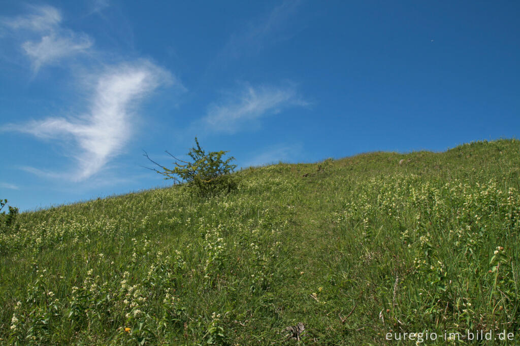 Detailansicht von Schwalbenwurz, Vincetoxicum hirundinaria, auf dem Schlangenberg bei Breinigerheide