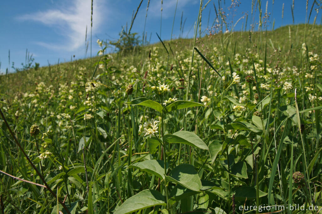 Detailansicht von Schwalbenwurz, Vincetoxicum hirundinaria, auf dem Schlangenberg bei Breinigerheide