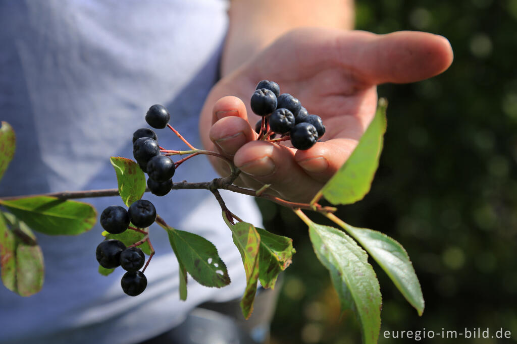 Schwarze Apfelbeere oder Aronia