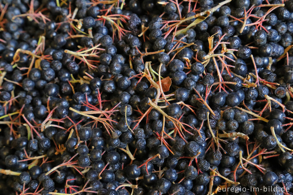 Detailansicht von Schwarze Apfelbeere oder Aronia