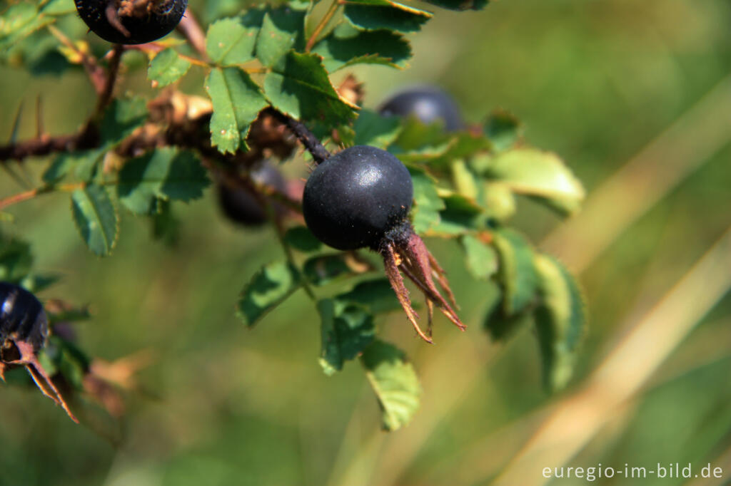 Schwarze Hagebutte der Bibernell-Rose, Rosa pimpinellifolia