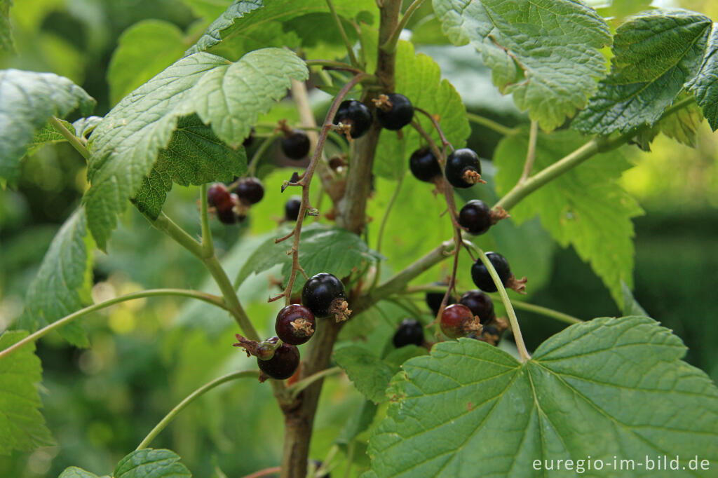 Schwarze Johannisbeere