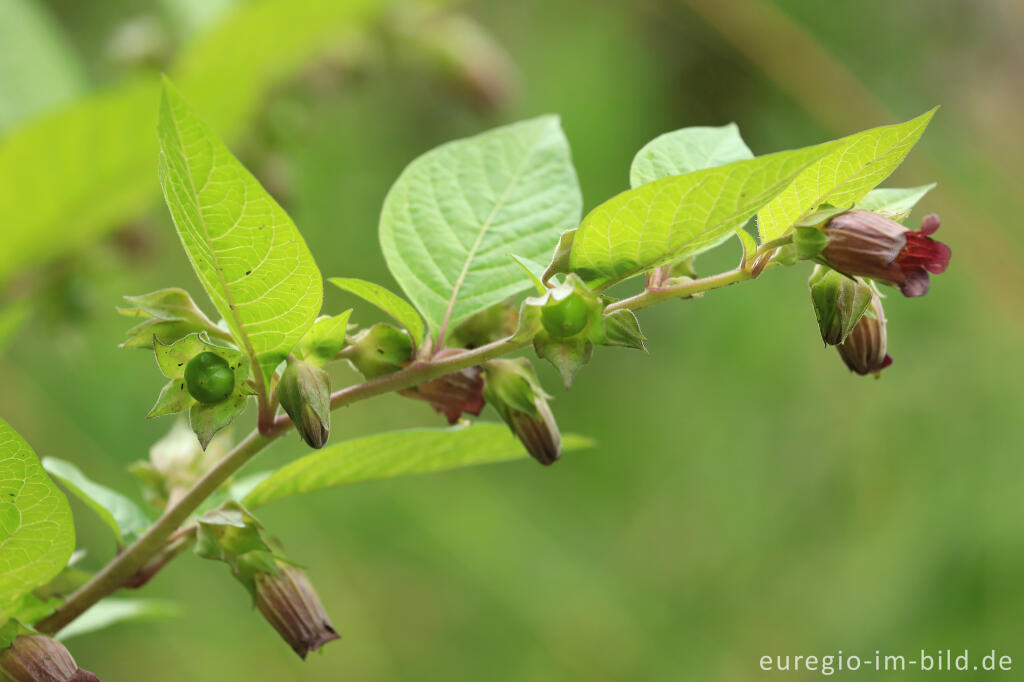 Detailansicht von Schwarze Tollkirsche (Atropa bella-donna) im Kermeter, Nationalpark Eifel