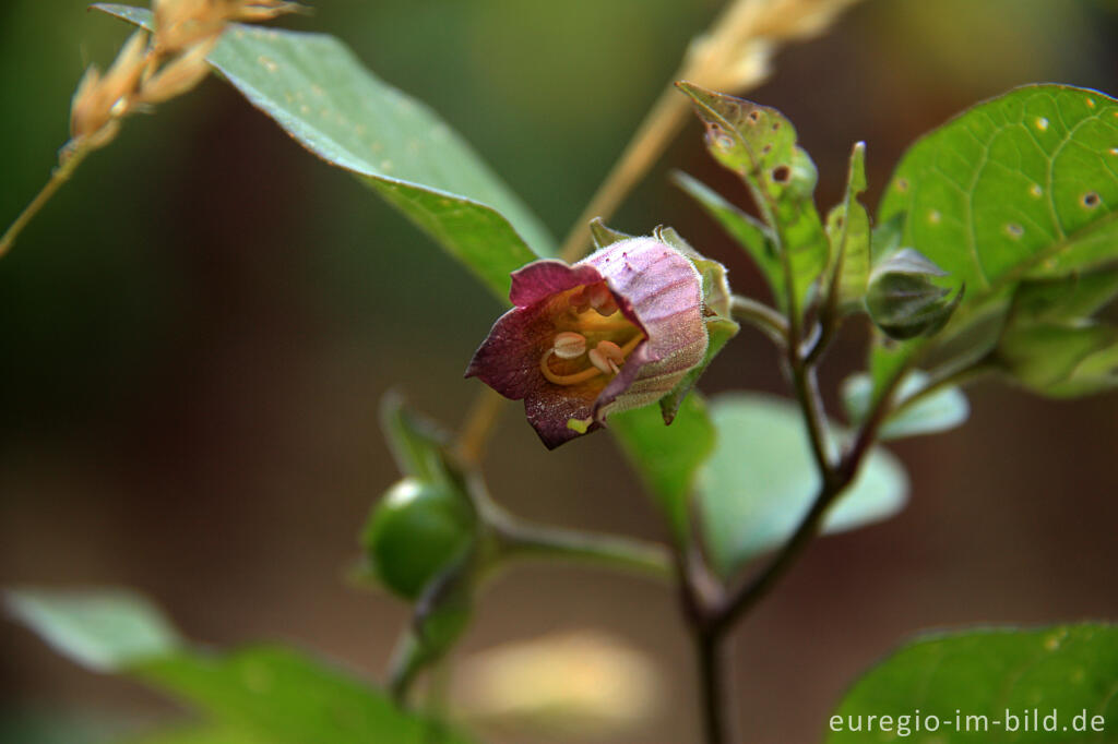 Detailansicht von Schwarze Tollkirsche, Atropa belladonna