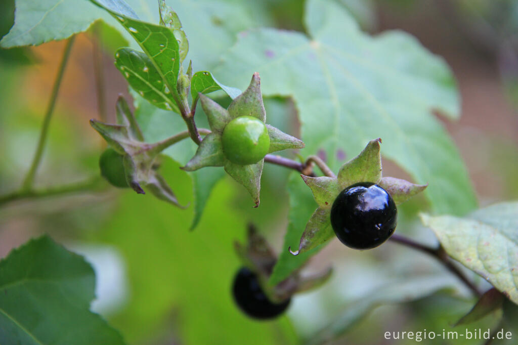 Schwarze Tollkirsche, Atropa belladonna