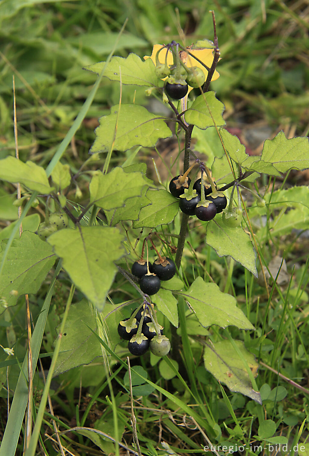  Schwarzer Nachtschatten, Solanum nigrum