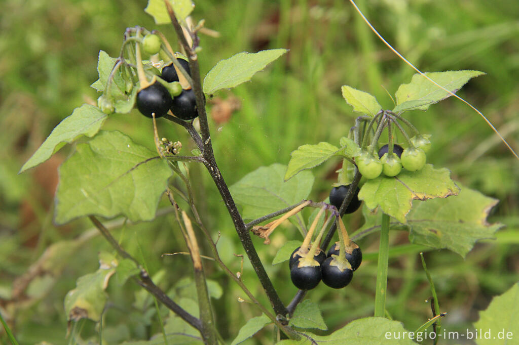 Detailansicht von  Schwarzer Nachtschatten, Solanum nigrum