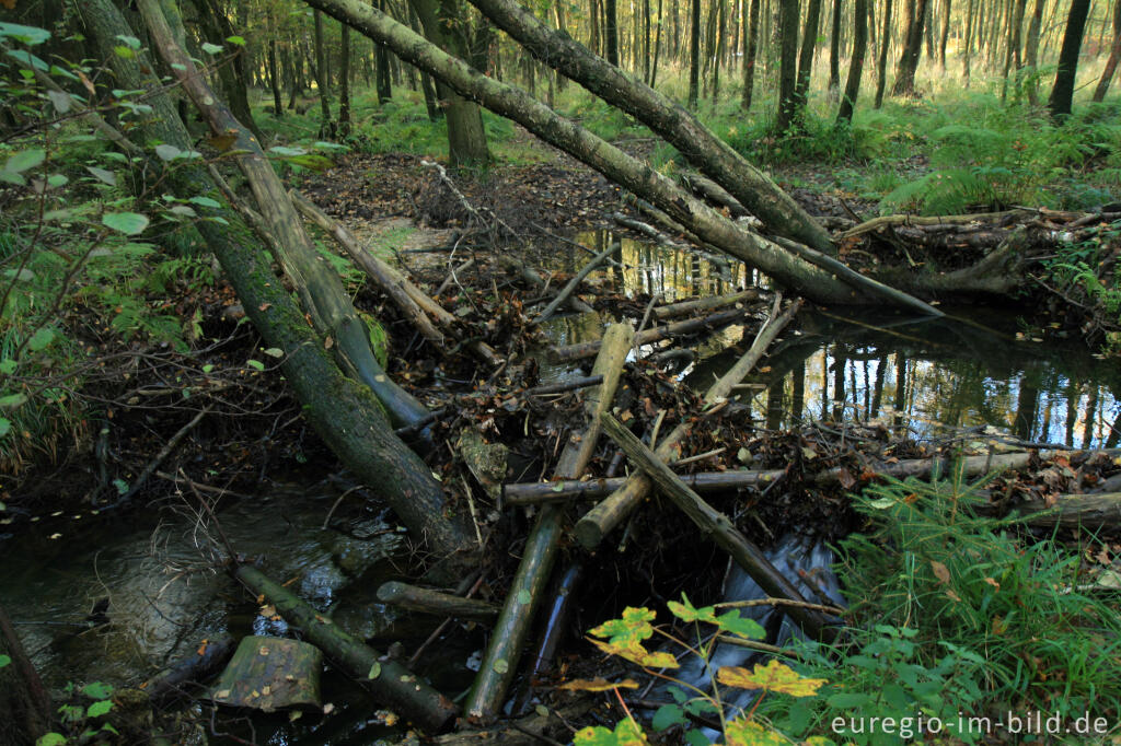 Detailansicht von Schwemmholz in der Inde, Nordeifel