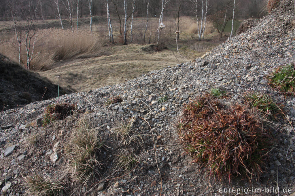 Detailansicht von Schwermetallhaltige Halde bei Plombières