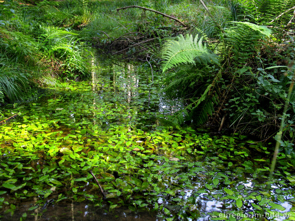 Detailansicht von Schwimmendes Laichkraut (Potamogeton natans), Nordeifel