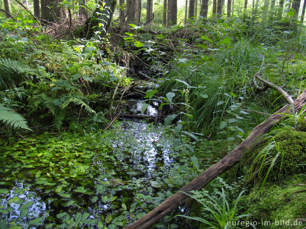 Detailansicht von Schwimmendes Laichkraut (Potamogeton natans), Nordeifel