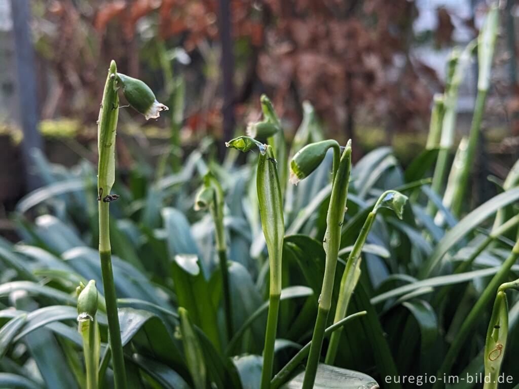 Detailansicht von Scneckenfraß an einer Frühlings-Knotenblume, Leucojum vernum