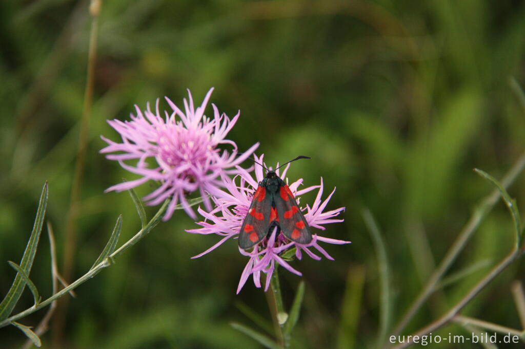 Detailansicht von Sechsfleck-Widderchen,  Zygaena filipendulae, mit Wiesenflockenblume