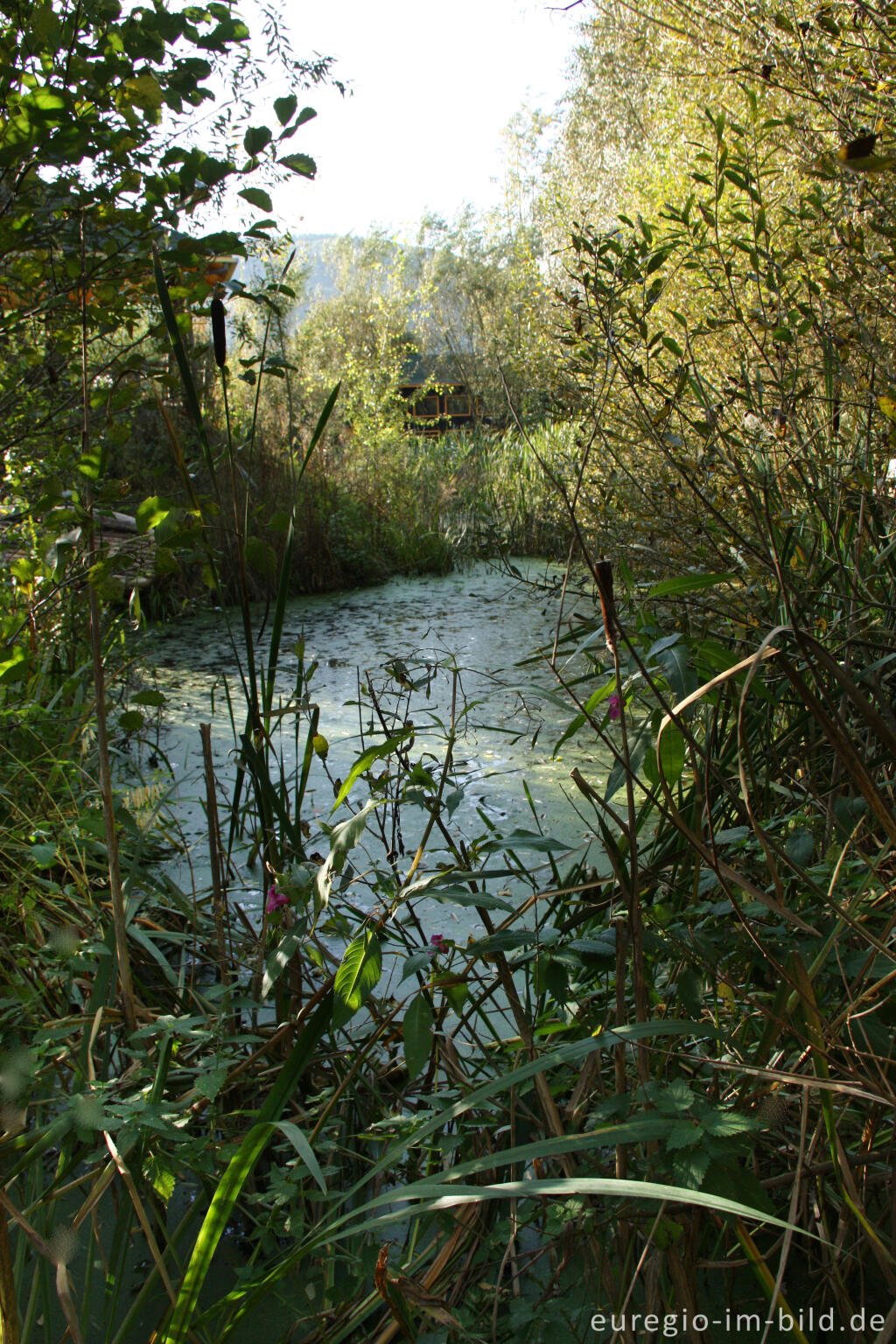 Detailansicht von See im Hospizgarten des Hortus Dialogus