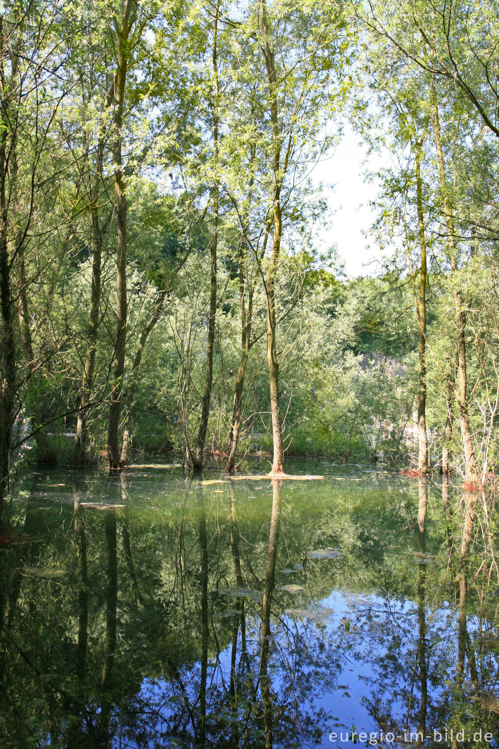 Detailansicht von See im Naturschutzgebiet Schomet bei Breinig