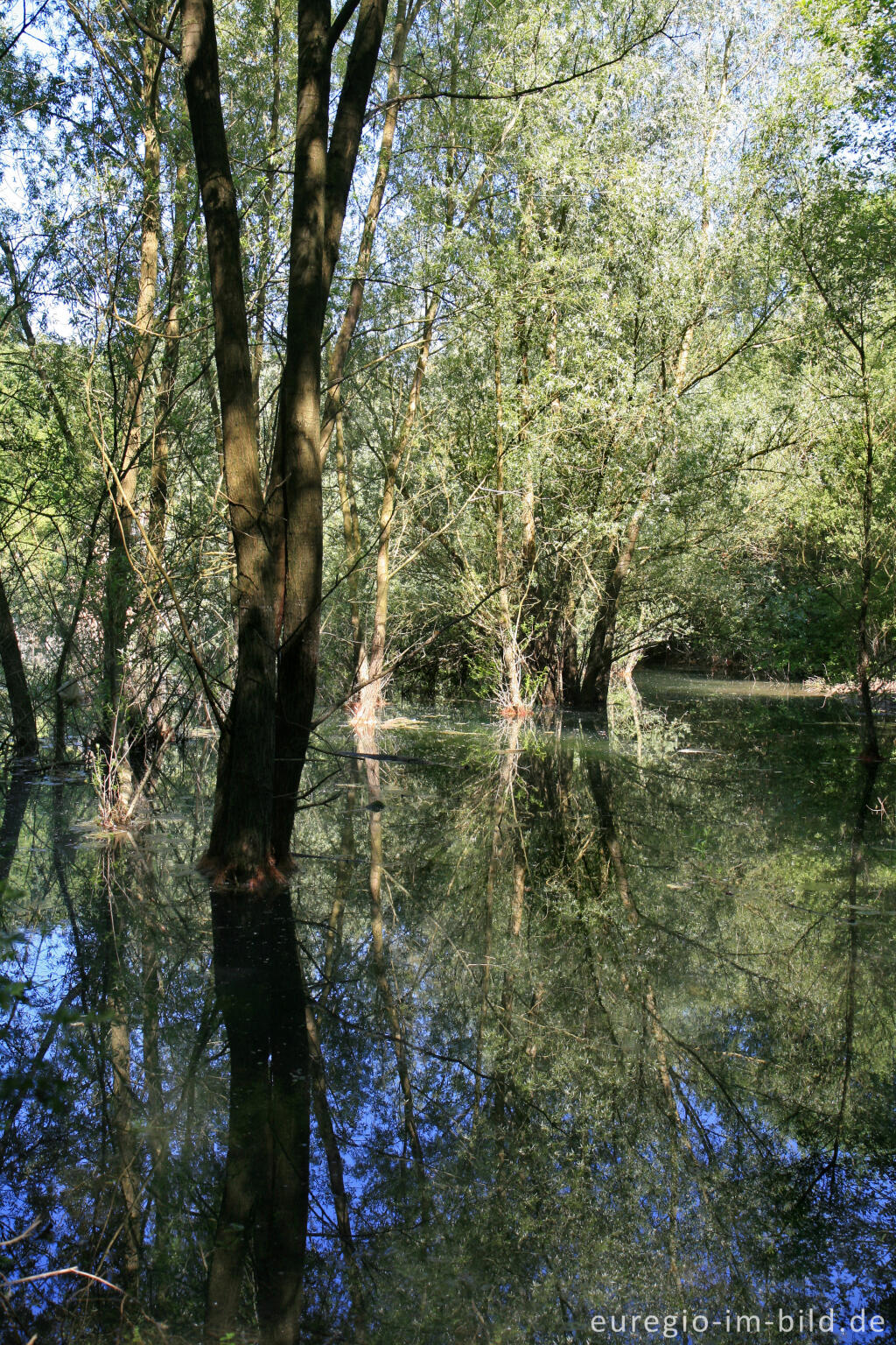 Detailansicht von See im Naturschutzgebiet Schomet bei Breinig