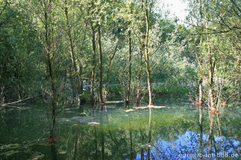 Detailansicht von See im Naturschutzgebiet Schomet bei Breinig